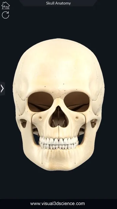 My Skull Anatomy Screenshots